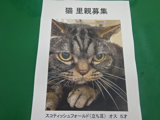 猫の里親募集 ココア動物病院 大阪府河内長野市